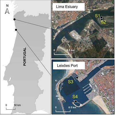 Optimization of plastic polymers for shellfish aquaculture infrastructures: in situ antifouling performance assessment
